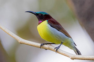 Purple-rumped sunbird_sml